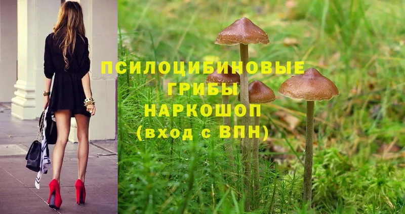 закладки  Рыбное  Галлюциногенные грибы MAGIC MUSHROOMS 